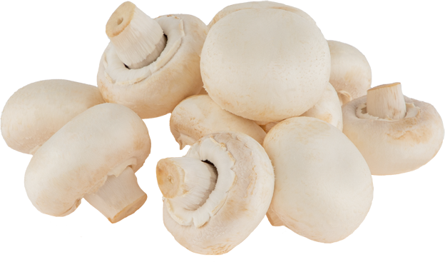 Champignons weiß