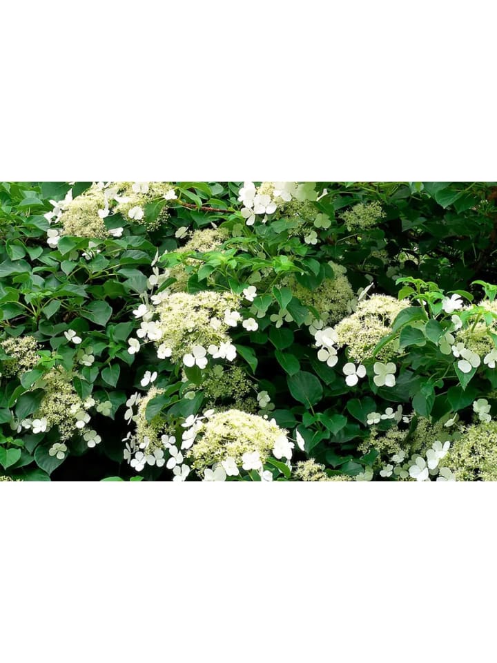 OH2 4er-Set: Kletterhortensie in weiß günstig kaufen onesize