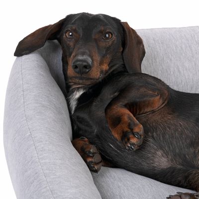 Modern Living Hundebett Sydney