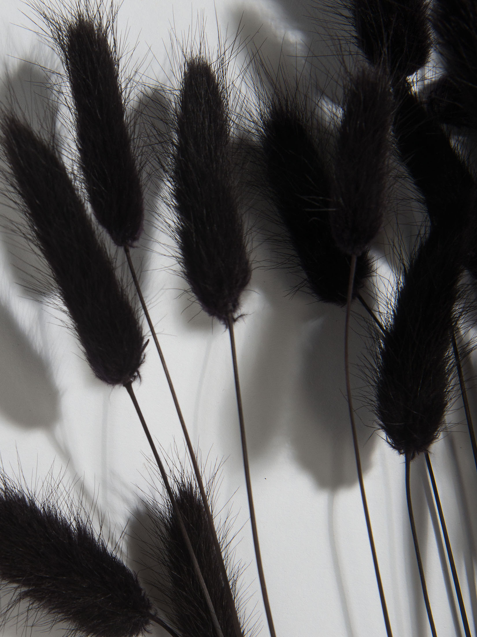 Lagurus Trockenblume, Schwarz