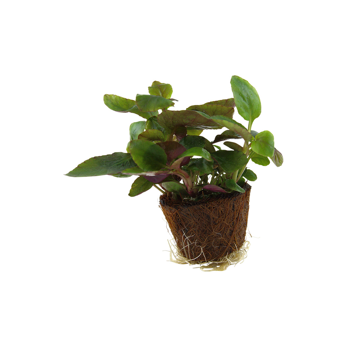 Tropica Aquariumpflanze Lobelia cardinalis kaufen