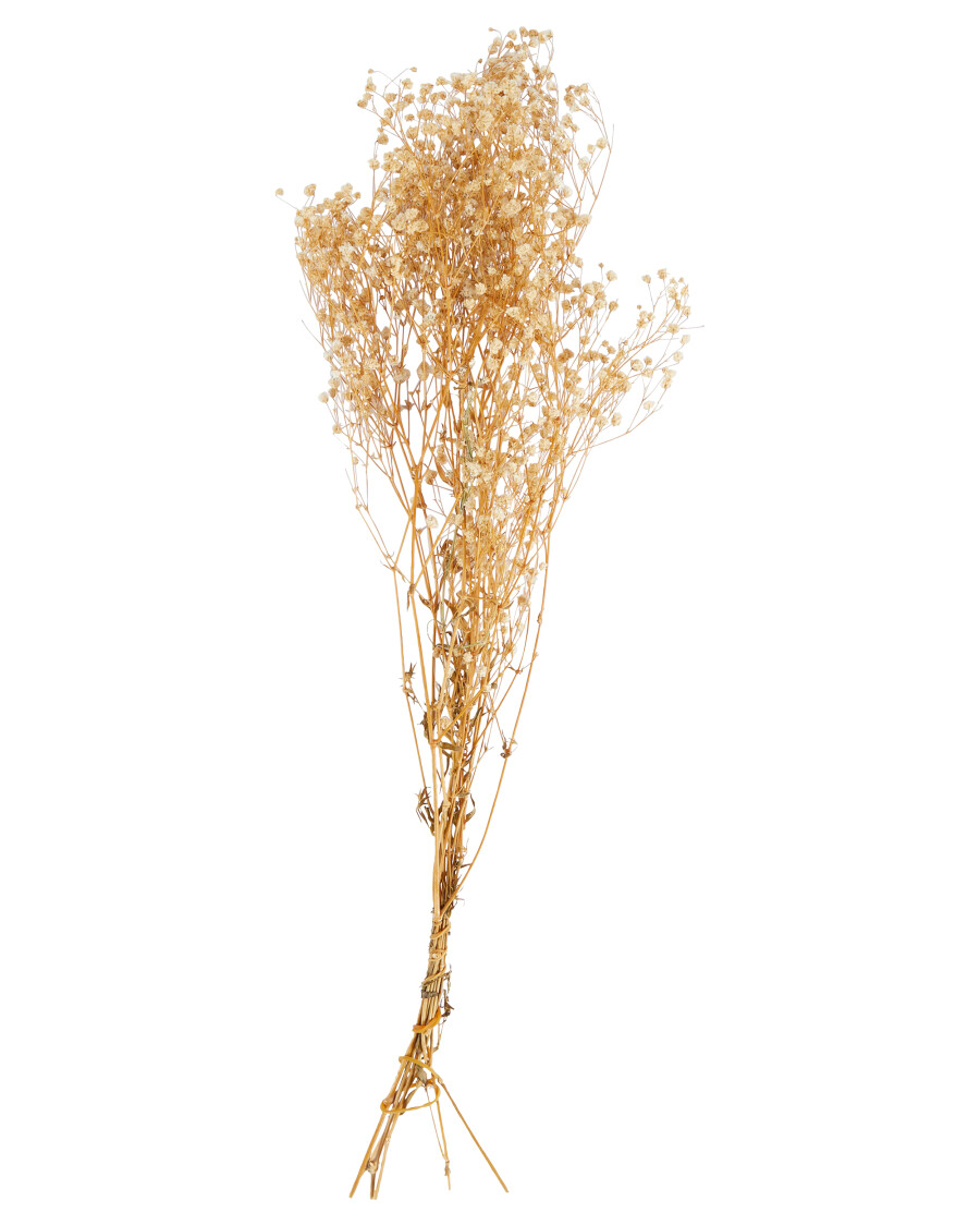 Trockenblumen Schleierkraut