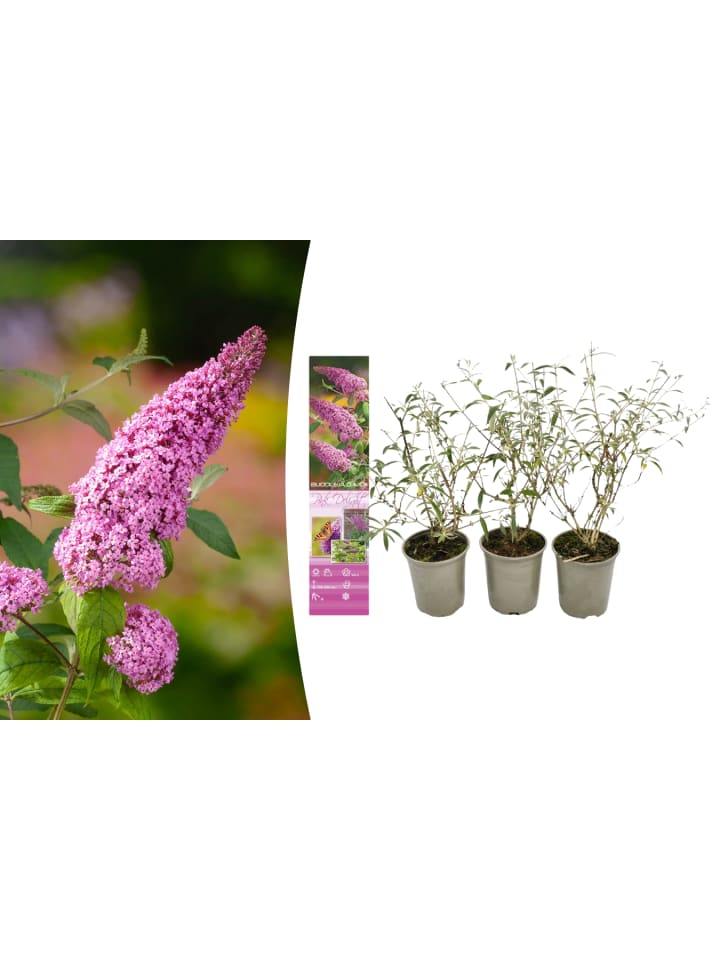 OH2 3er-Set: Schmetterlingspflanzen Davidii in Rosa günstig kaufen onesize