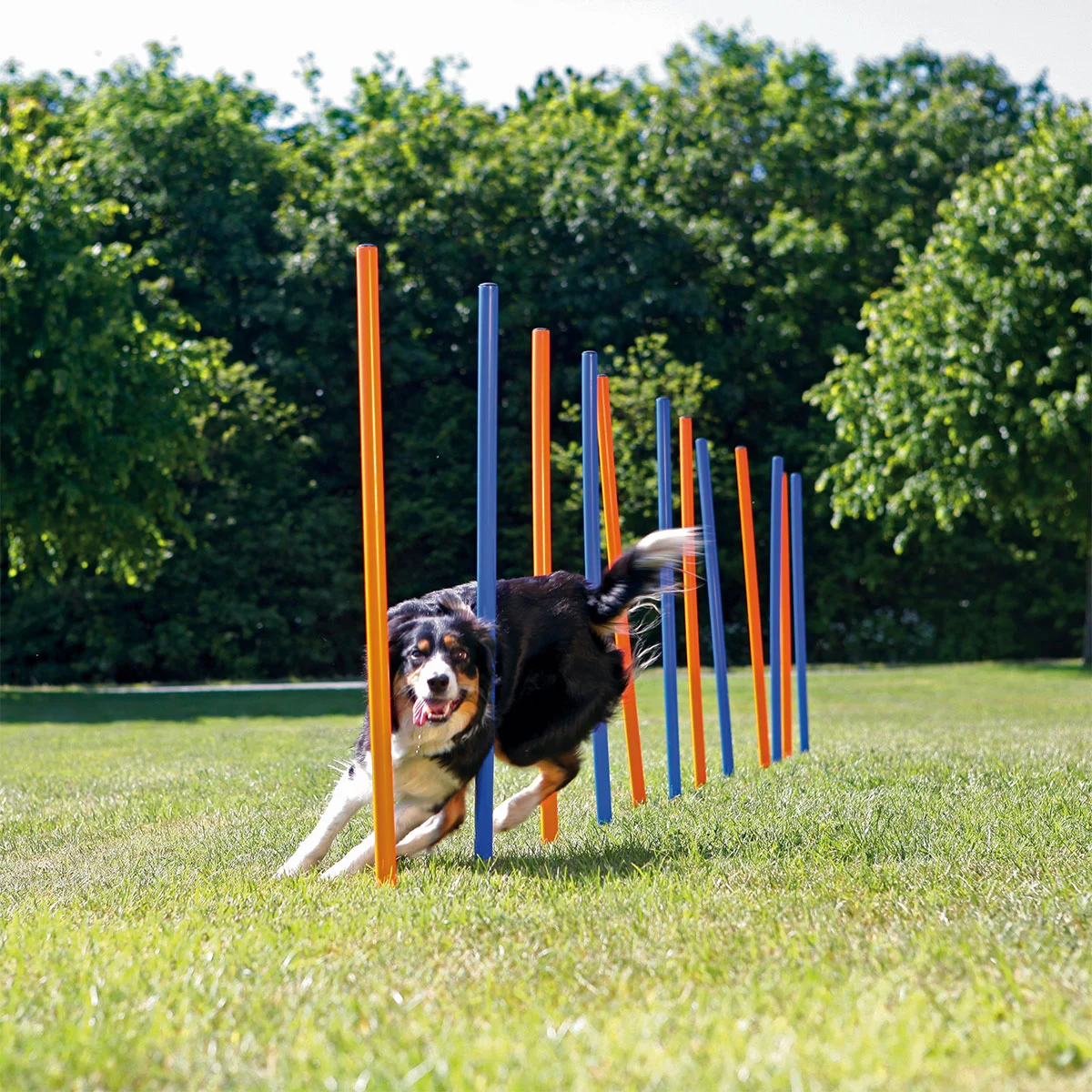 Trixie Dog Activity Agility Slalom Stangen kaufen
