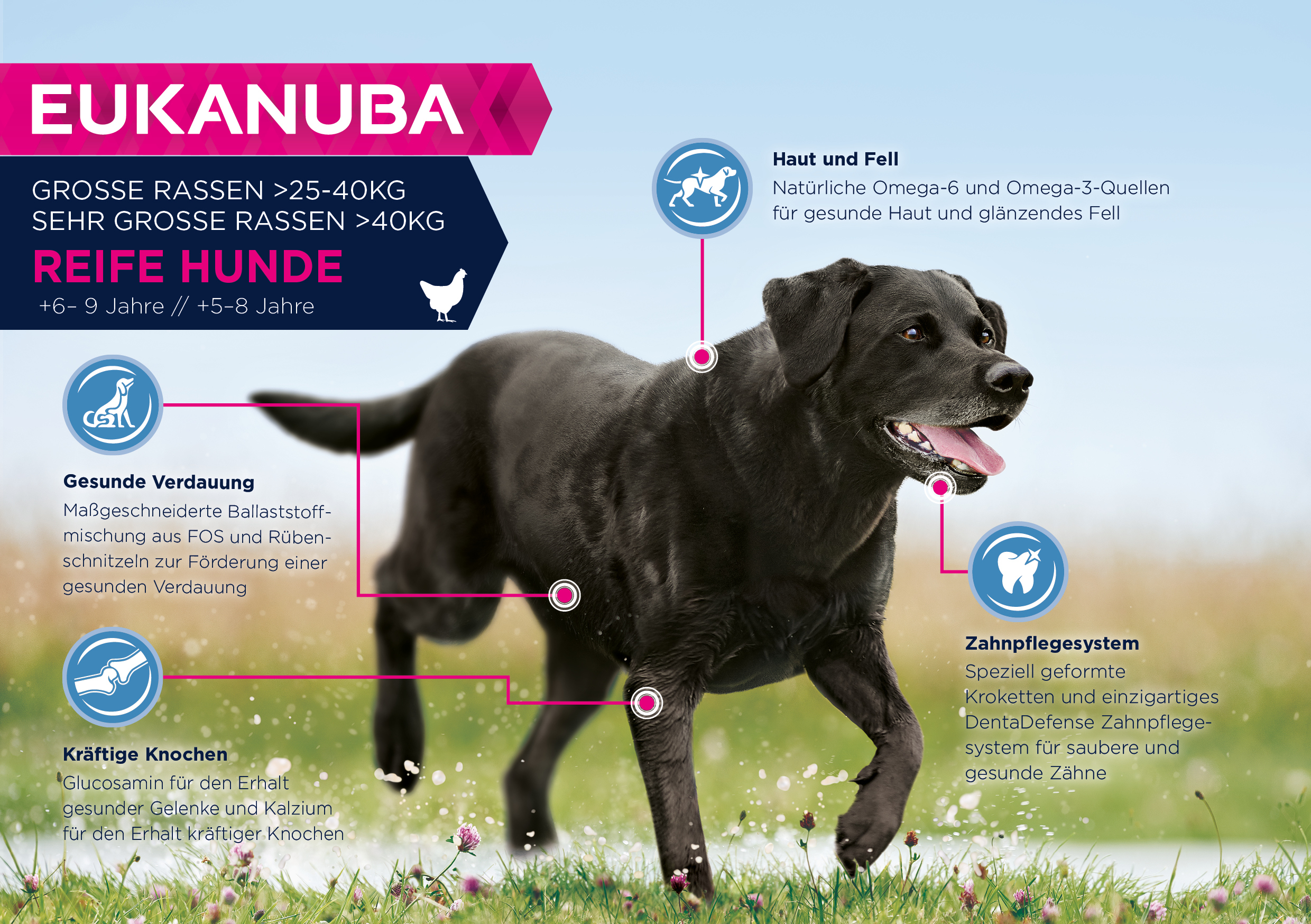 EUKANUBA Hundetrockenfutter EUKANUBA Mature & Senior Large Breed 15kg