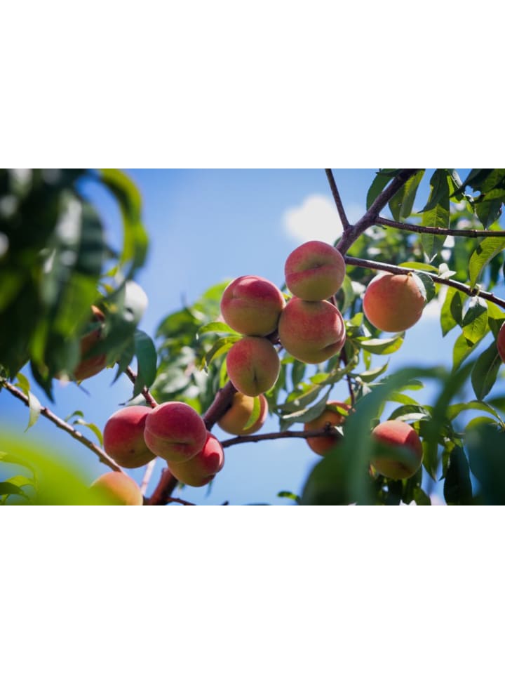 OH2 3er-Set Pfirsich Redheaven Obstbäume in Bunt günstig kaufen onesize