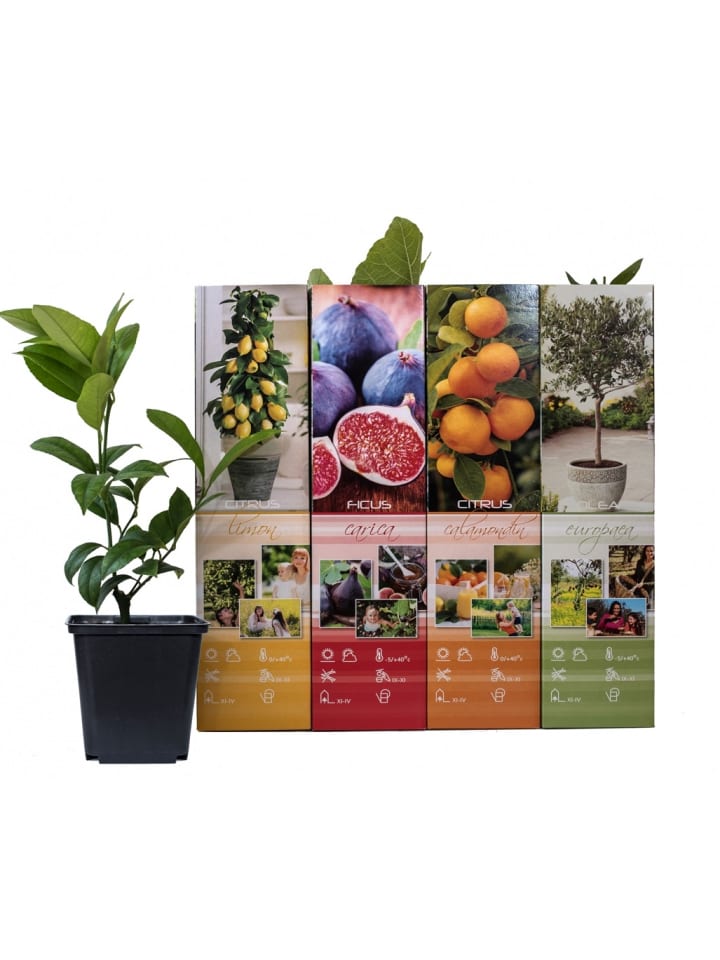 OH2 4er-Set: Mediterrane Pflanzen gesetzt in Bunt günstig kaufen onesize