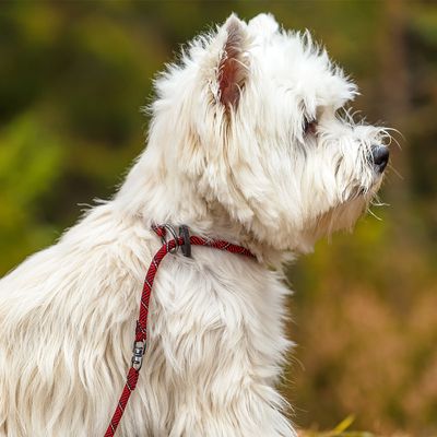 Rukka® Joy Mini Retrieverleine, rot