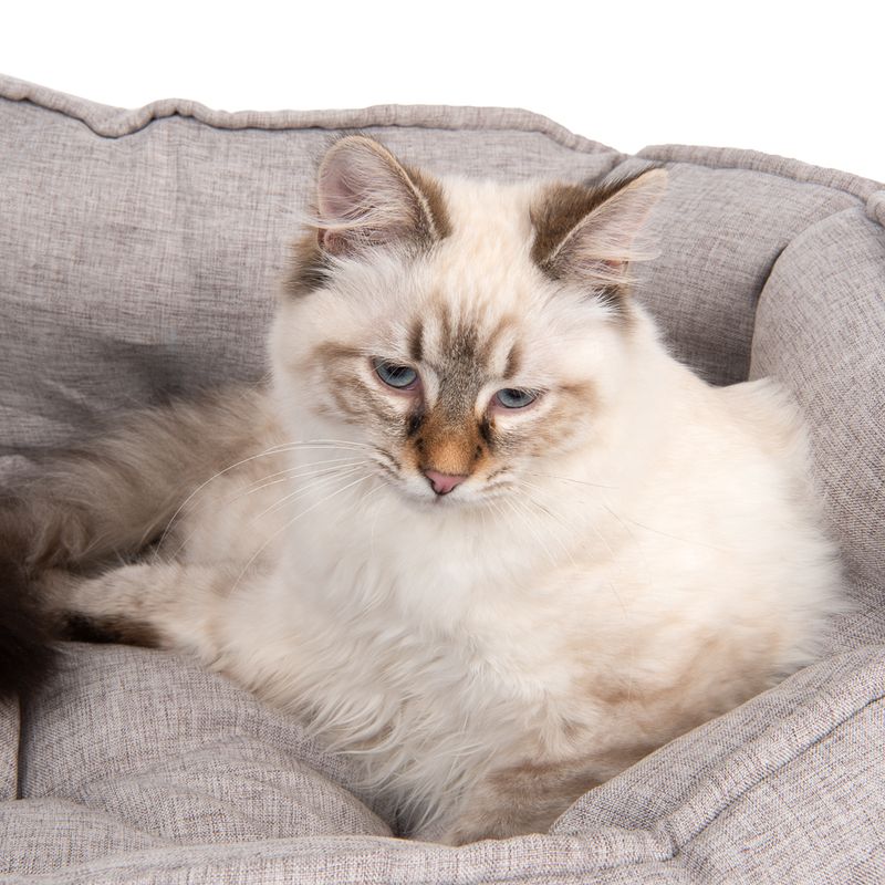 Modern Living Katzenbett Batumi  zu TOP-Preisen