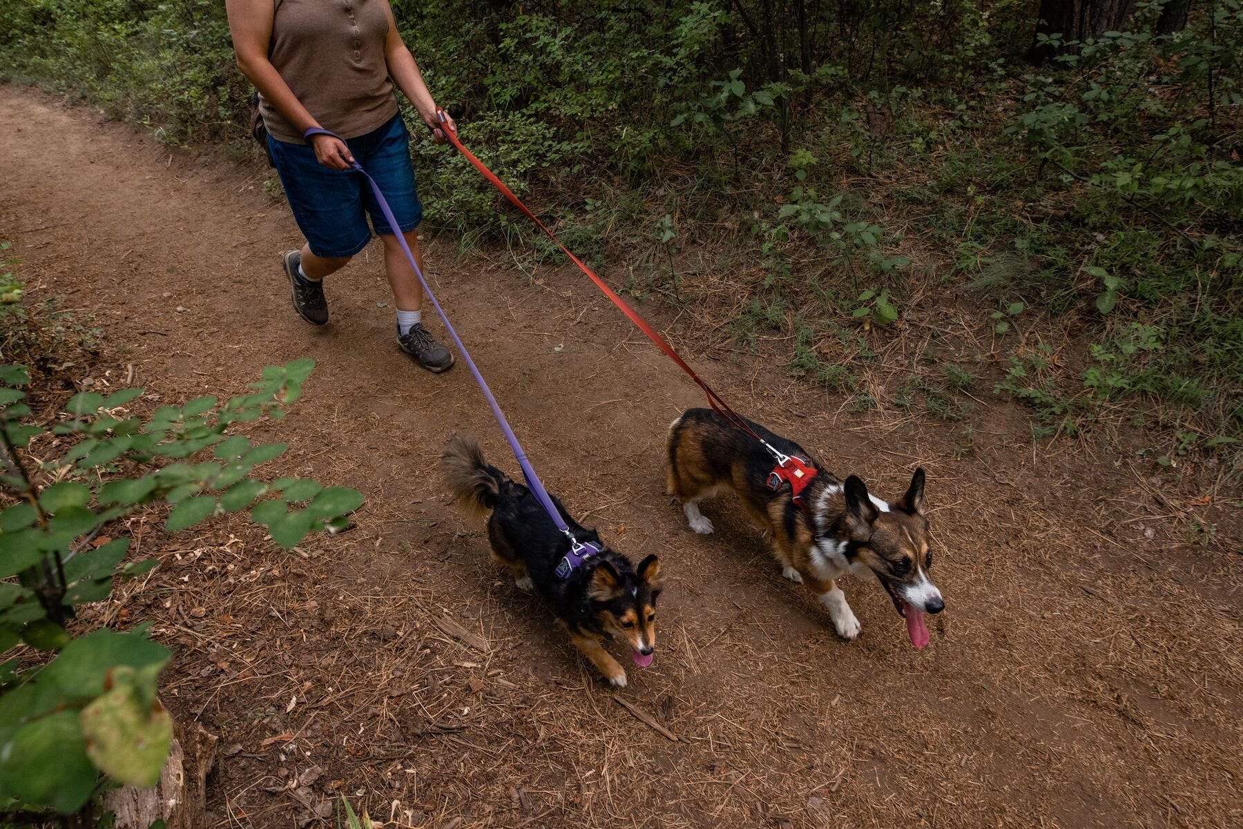 Ruffwear Hundeleinen Ruffwear Front Range™ Leine rubin