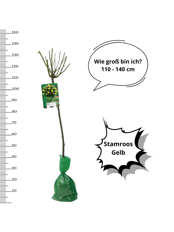 OH2 3er-Set: XXL Großblütige Standardrosen in gelb günstig kaufen onesize
