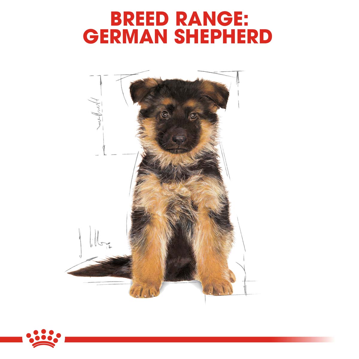 ROYAL CANIN German Shepherd Puppy Welpenfutter trocken für Deutsche Schäferhunde
