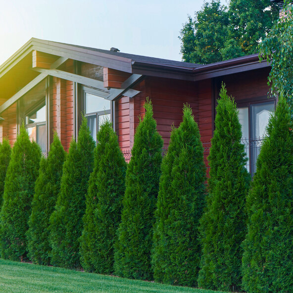 Lebensbaum-Hecke Thuja Smaragd, 20 Stk.