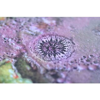 Xenos Hive 3x3 Gaming Mat 2.0