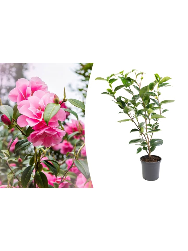 OH2 Kamelienstrauch Japanische Rose in Rosa günstig kaufen onesize