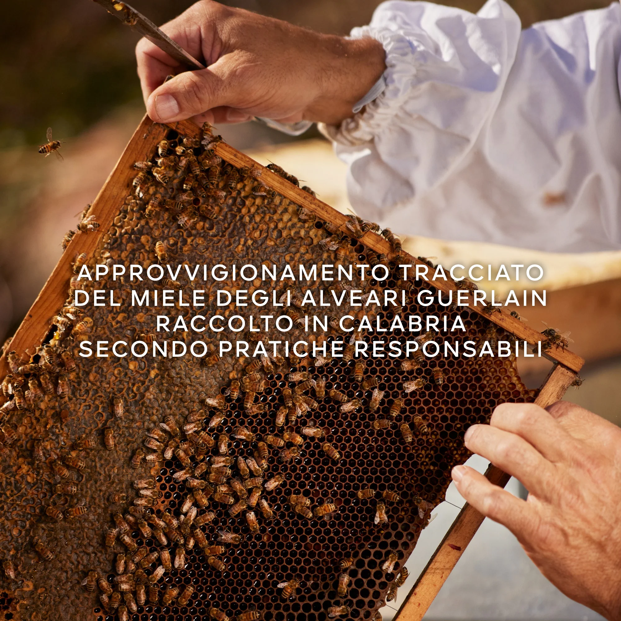 Aqua Allegoria Nerolia Vetiver Harvest - Eau de Toilette