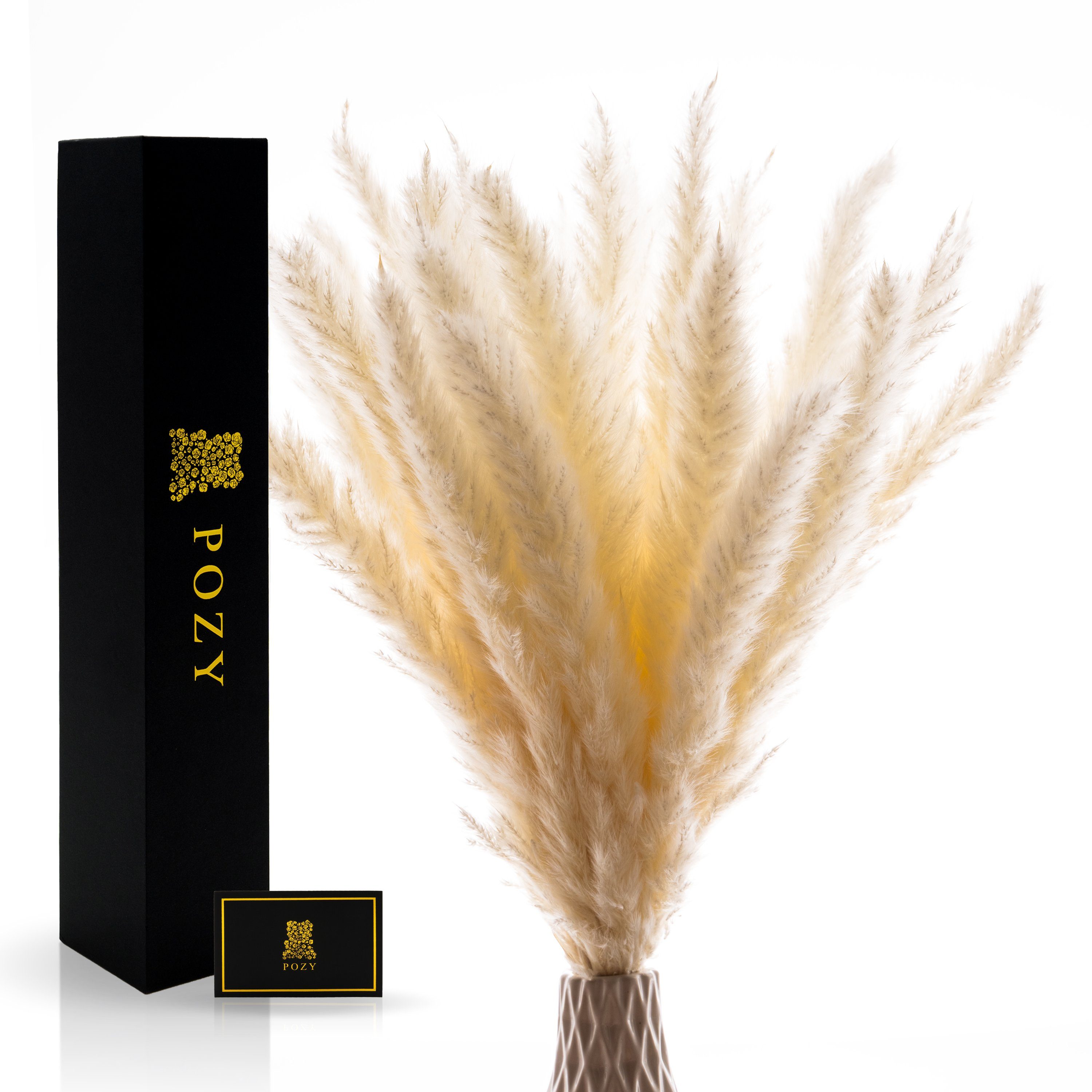 Trockenblume Pampasgras getrocknet mit schützender Box [ca. 30 Stück] Pampasgras, POZY®, Höhe 45 cm, Jahrelang Haltbar - besonders Fluffig