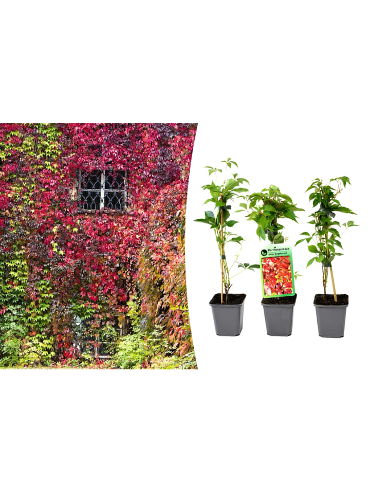 OH2 3er-Set: Parthenocissus quinquefolia in Bunt günstig kaufen onesize
