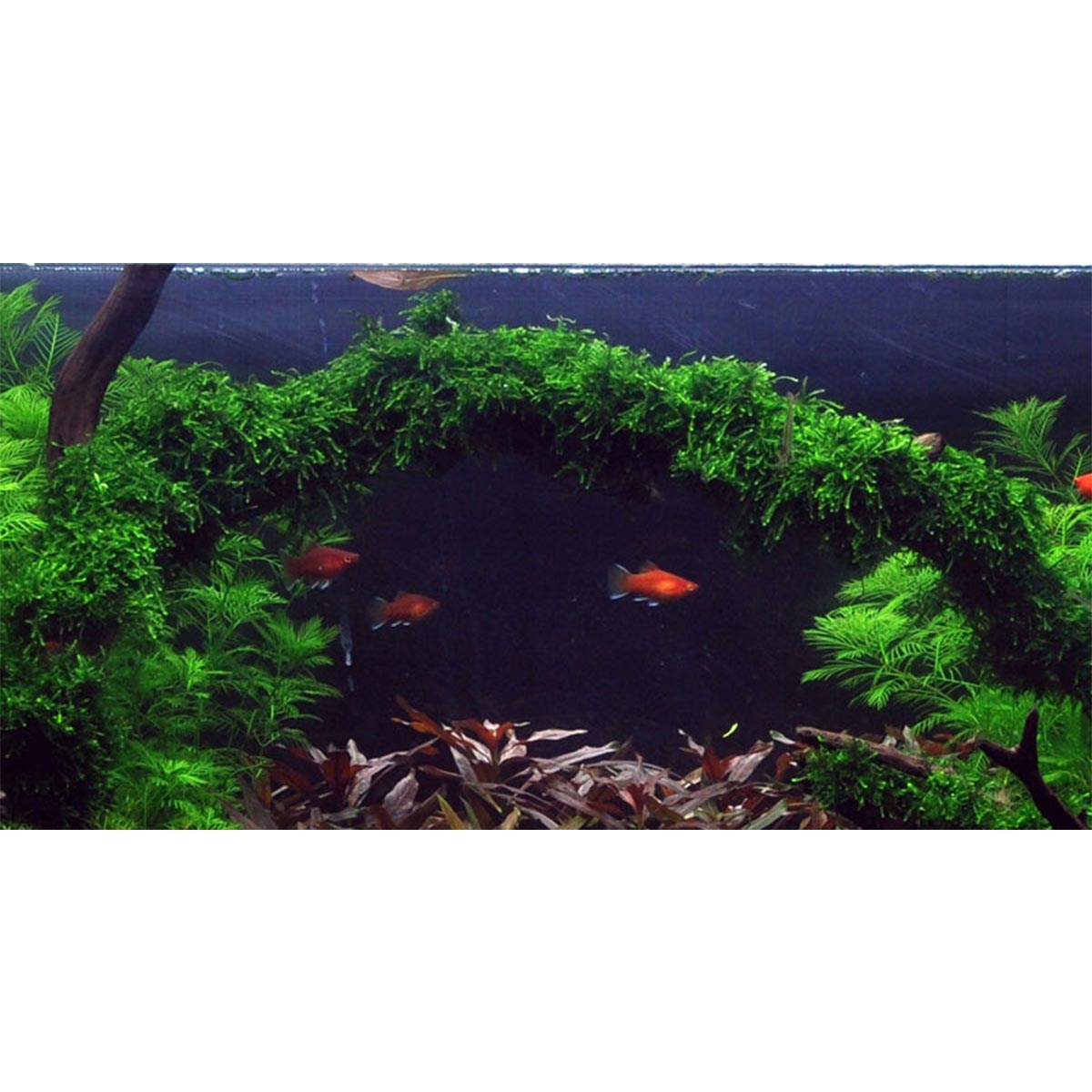 Tropica Aquariumpflanze Vesicularia ferriei 'Weeping'