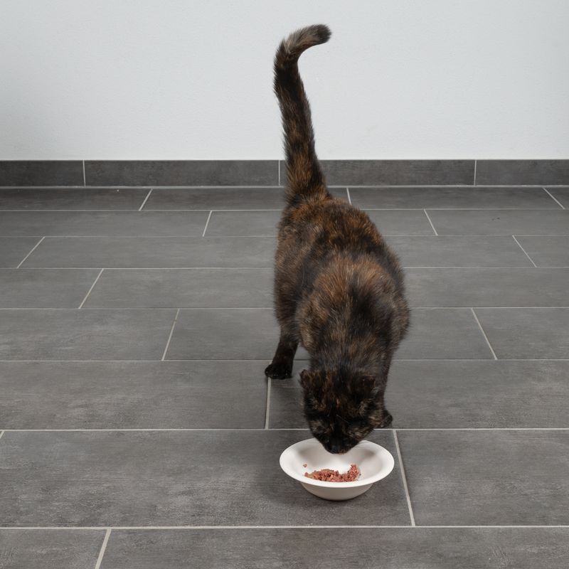 TIAKI Bambusnapf für Katzen zu TOP-Preisen