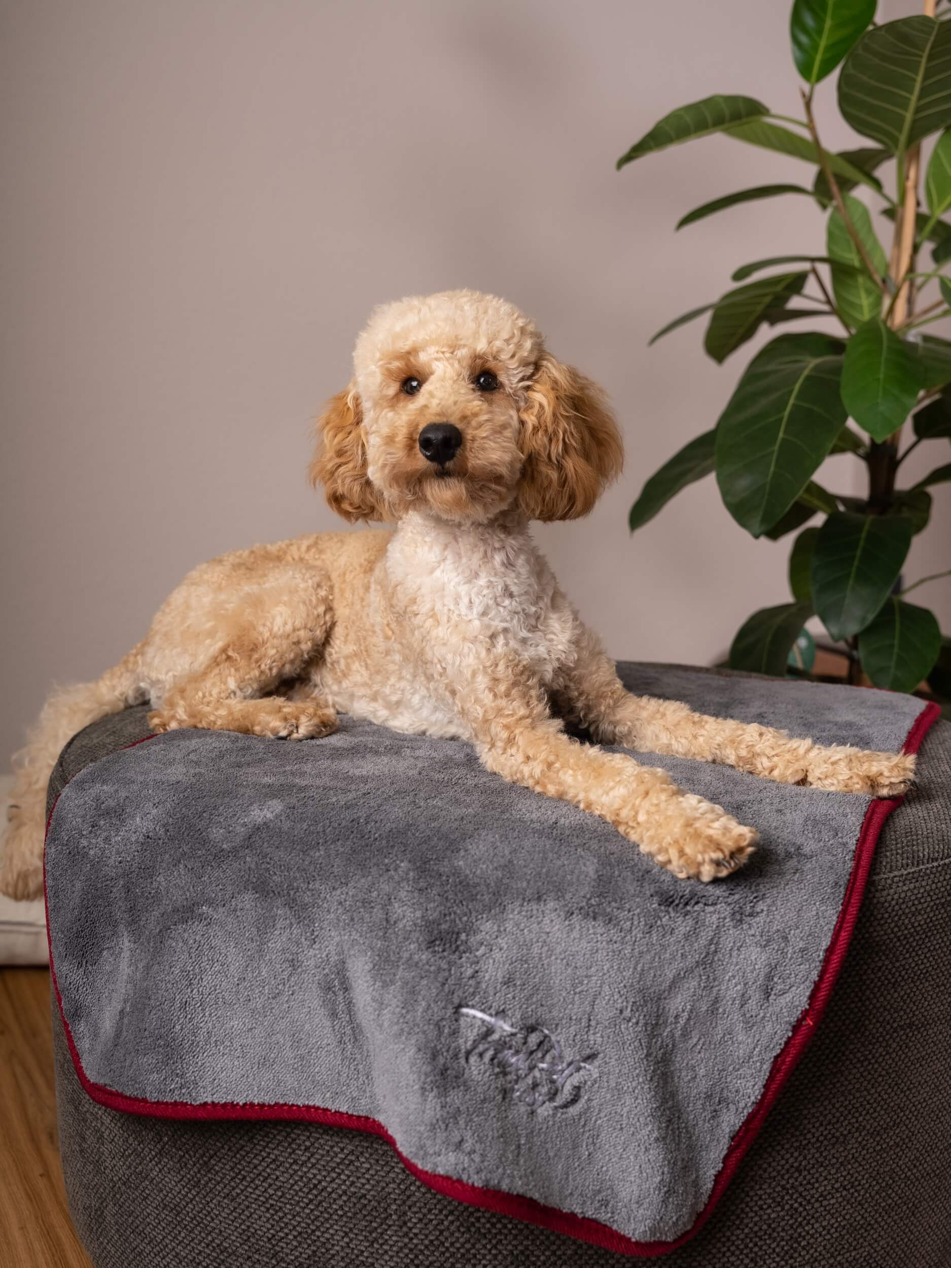 TrendPet Hundedecken TrendPet Ruby Trockungsdecke grau XS