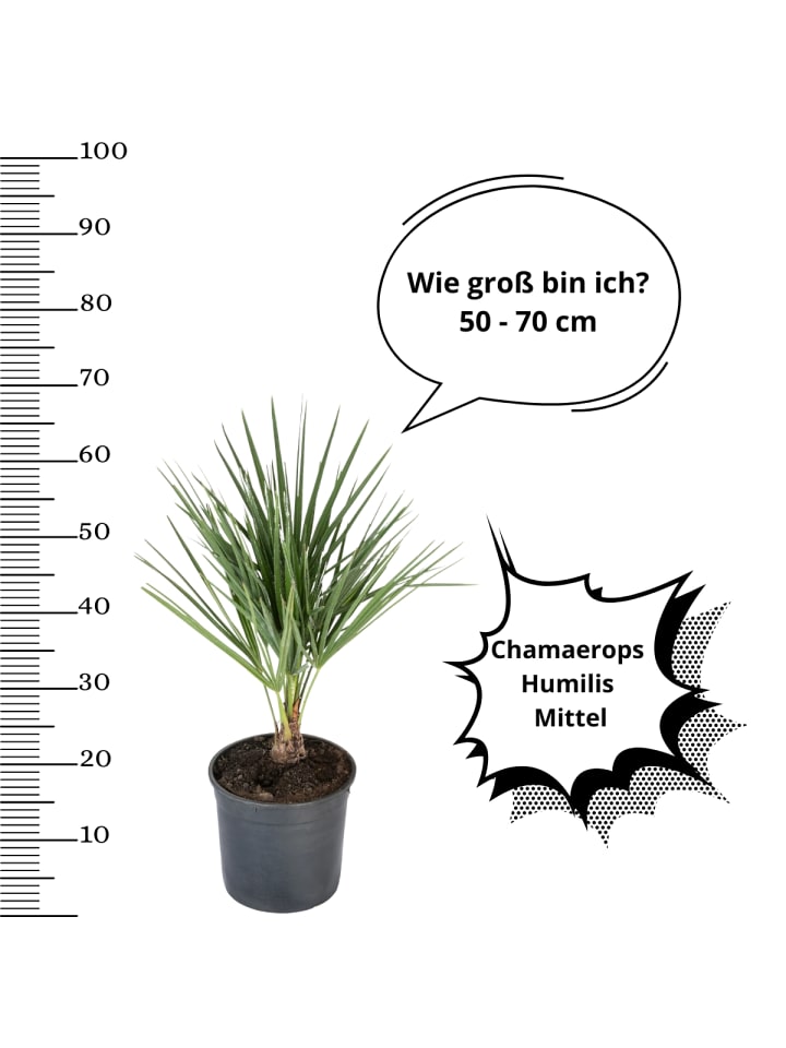 OH2 Chamaerops humilis Mittel in Grün günstig kaufen onesize