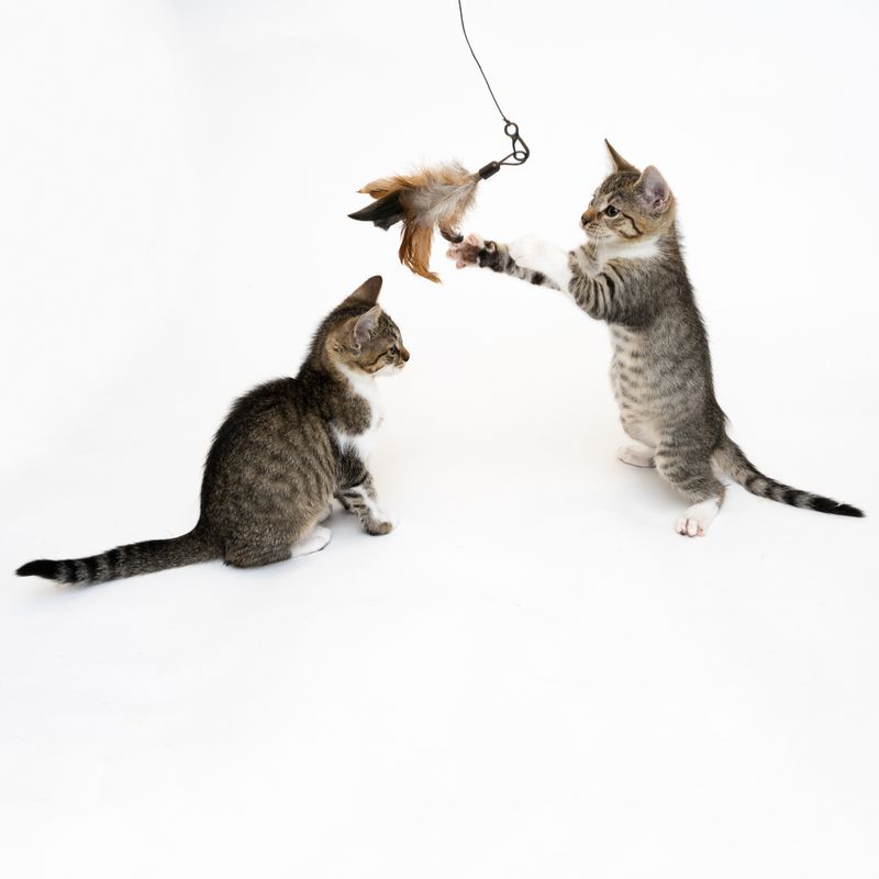 Katzenangel 3 in 1 XXL zu TOP-Preisen