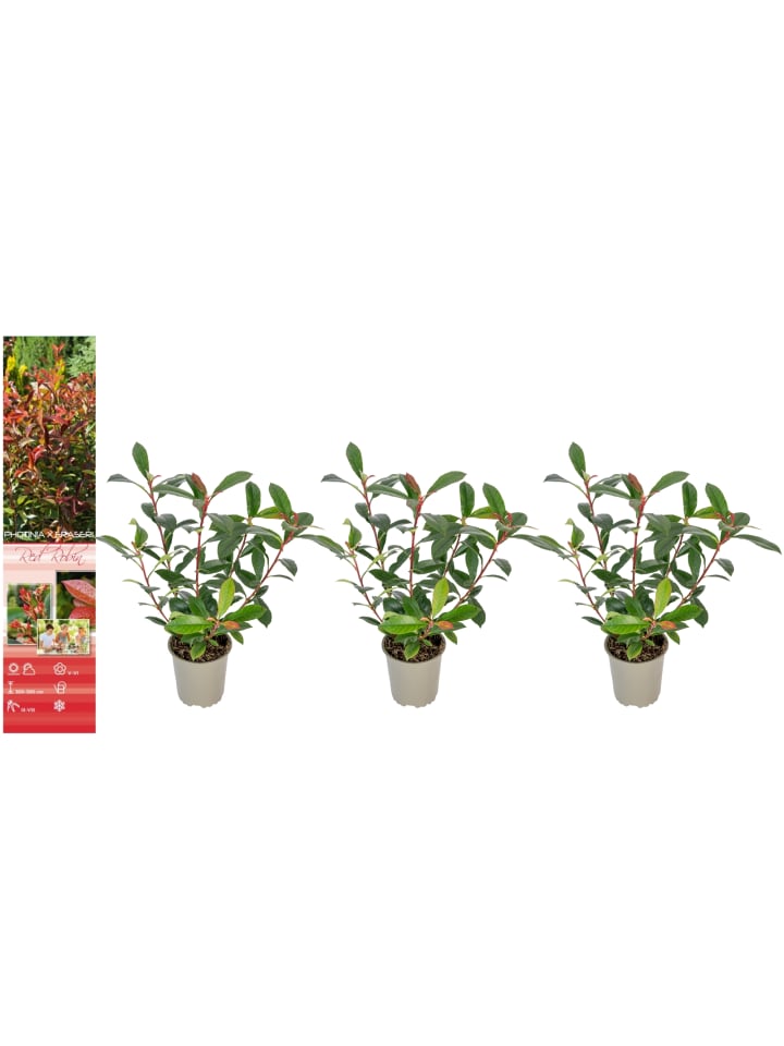 OH2 3er-Set: Photinia fras. 'Red Robin' Glanz Mispel in Bunt günstig kaufen onesize