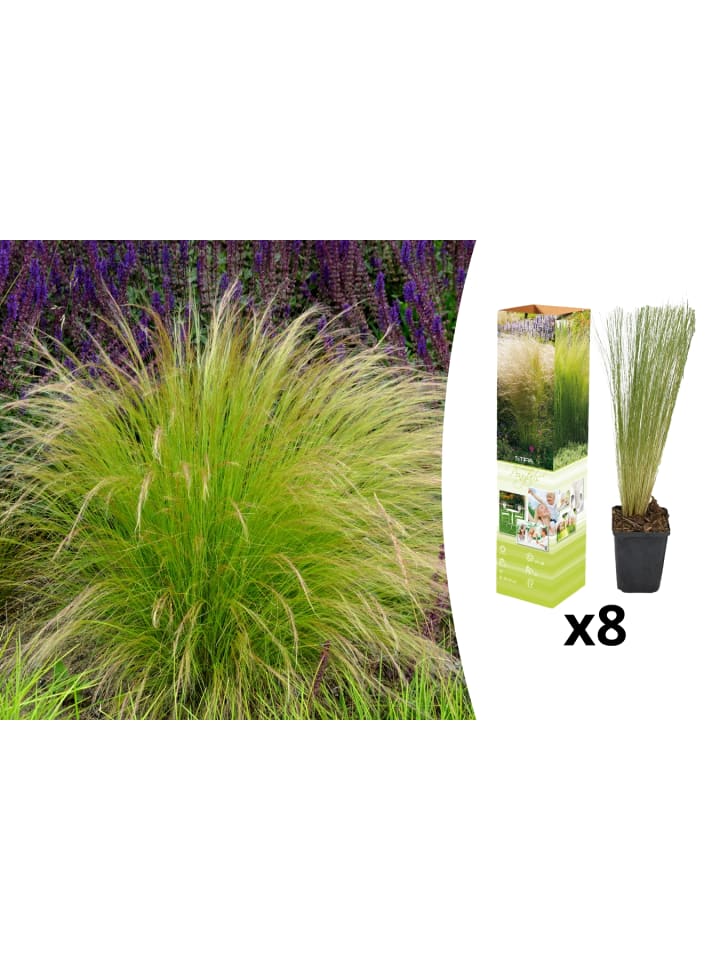 OH2 8er Set: Stipa-Pferdeschwanzgras günstig kaufen onesize
