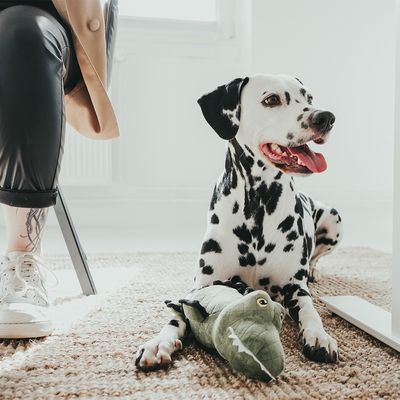 HUNTER Hundespielzeug Tough Toys Krokodil