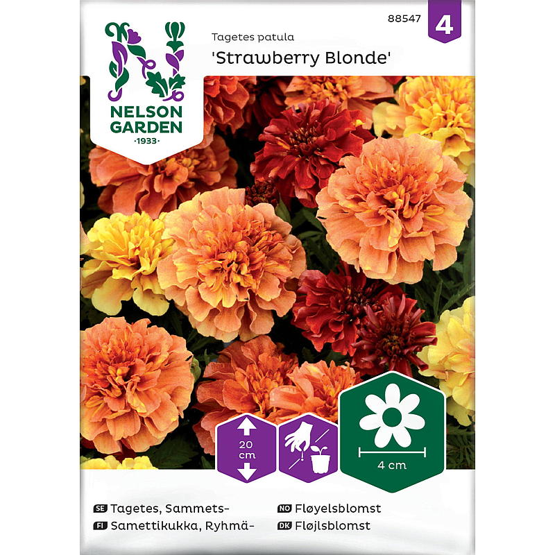 Nelson garden Frø Fløyelsblomst Strawberry Blond