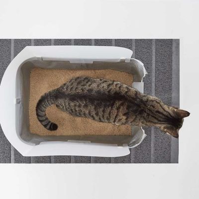 Modkat Tray Katzentoilette