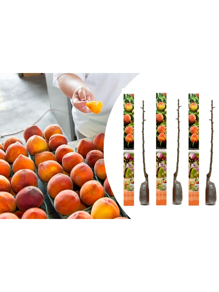 OH2 3er-Set Pfirsich Redheaven Obstbäume in Bunt günstig kaufen onesize