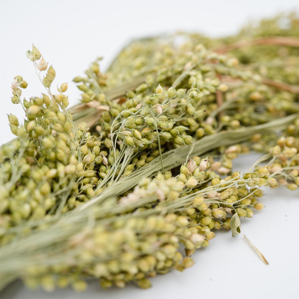 JR Farm Rispenhirse 400g günstig kaufen