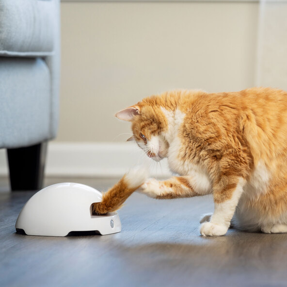 Automatisches Katzenspielzeug Fox Den