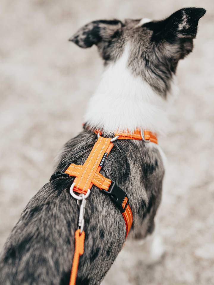 Paikka Hundegeschirr in Orange günstig kaufen