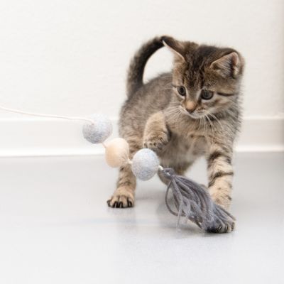 Katzenangel Flauschi