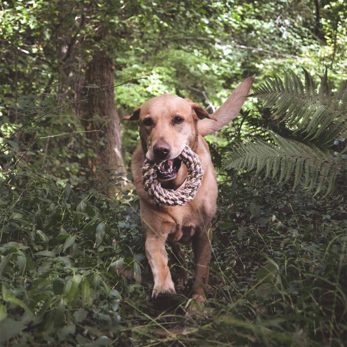 Beco Hundespielzeug Hanf Ring Ø 17 cm günstig kaufen bei ZooRoyal