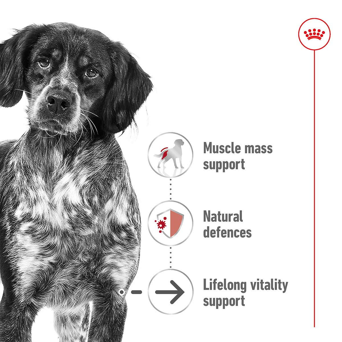 ROYAL CANIN MEDIUM Ageing 10+ Trockenfutter für ältere mittelgroße Hunde