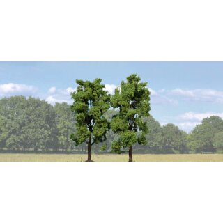 Eschen 19 cm (2 Stk.)