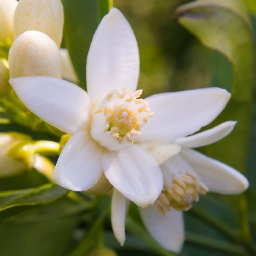 benu blanc Fleur d'oranger Brume de soins 100% naturelle à vaporiser sur l'oreiller