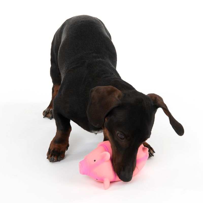 Hundespielzeug Latex-Schwein mit Stimme zu TOP-Preisen | bitiba %