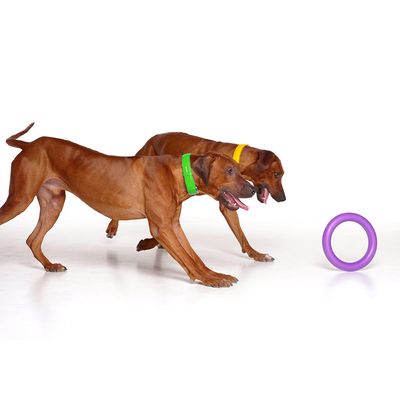 Ferplast Hundespielzeug Puller