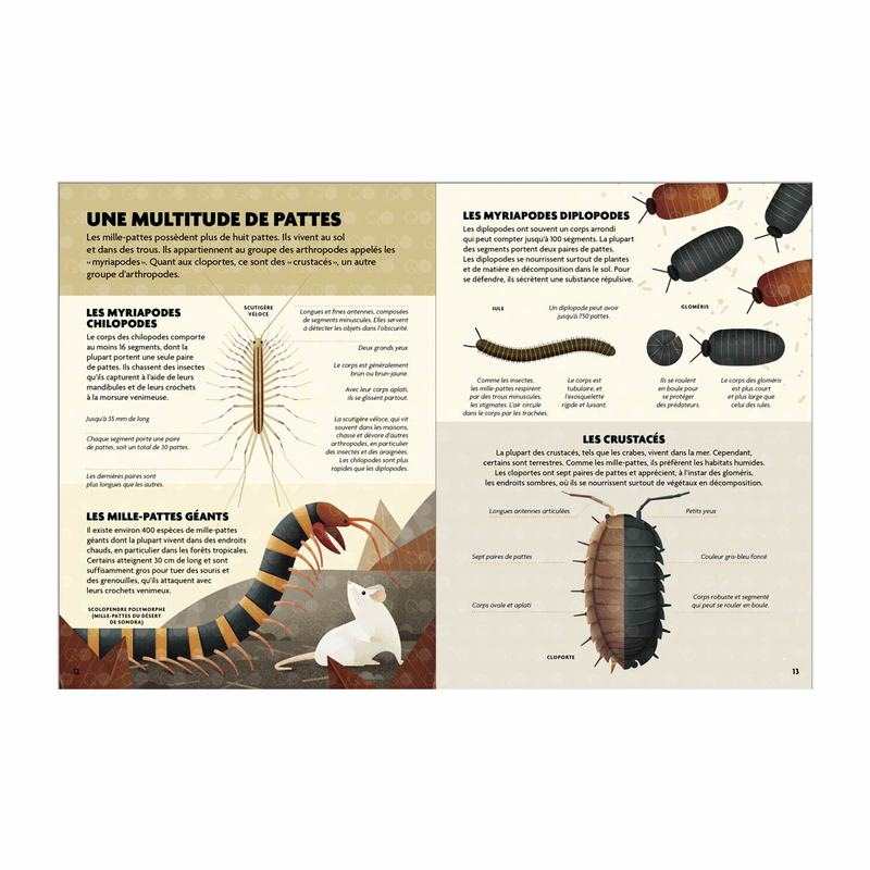 Livre Construis et découvre les insectes et autres petites bêtes - Gallimard Jeunesse
