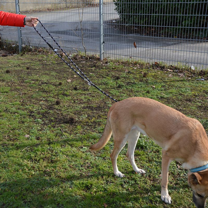 JULIUS-K9 IDC Verstellbare Tau-Leine zu TOP-Preisen | bitiba %