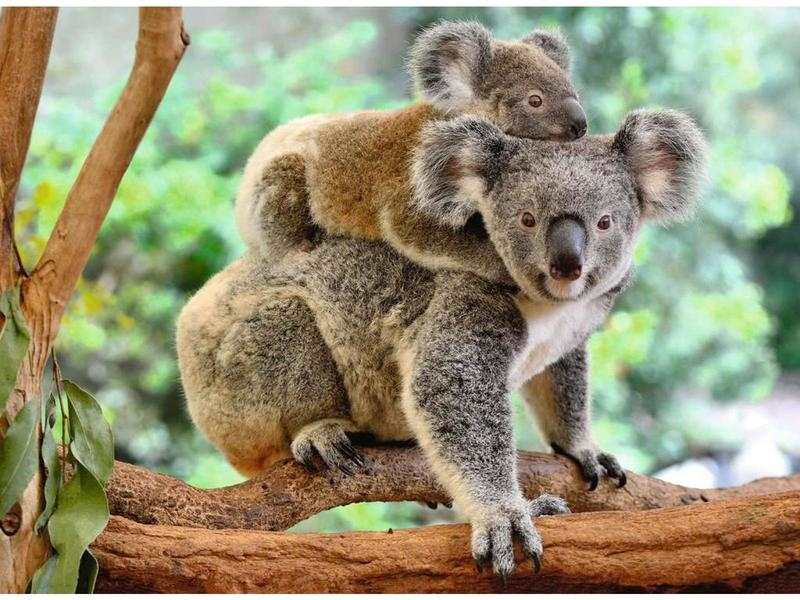 Puzzle Famille Koala 200 pieces