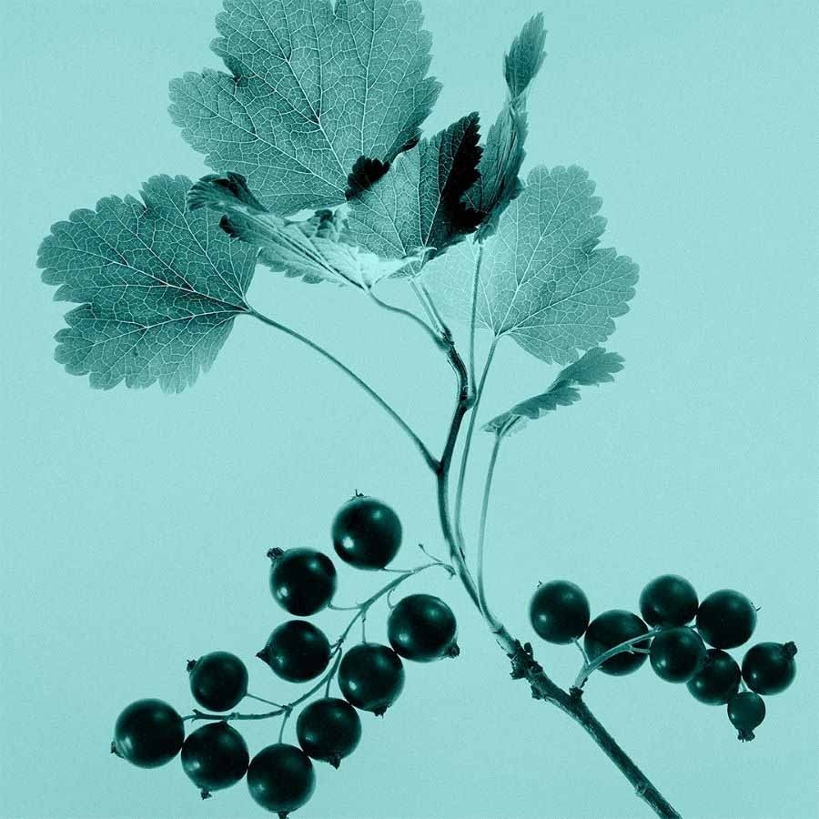 Tiffany & Co. Sheer