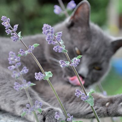 Aumüller Spinne Thekla Baldrian-Katzenspielkissen