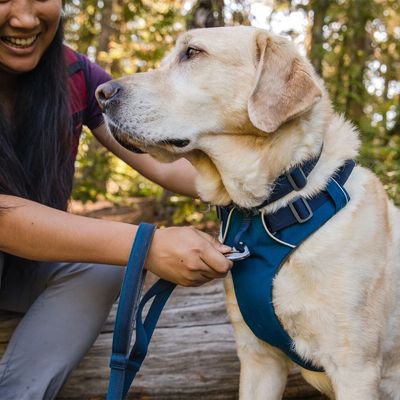 Ruffwear Front Range Hundegeschirr, Blue Moon