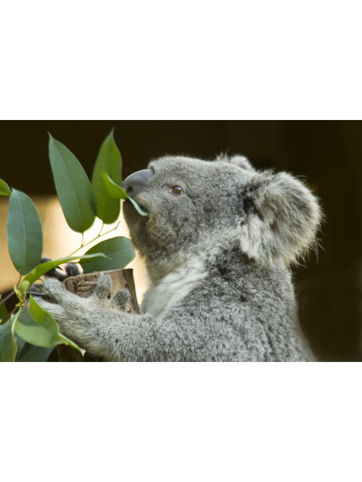 OH2 Eucalyptus gunnii Azura am Stamm günstig kaufen onesize